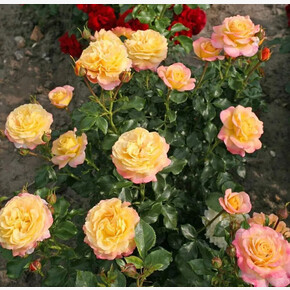 Роза Де Хофун ФЛ