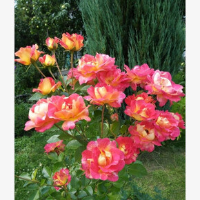 Роза Декор Арлекин ПЛЕТ