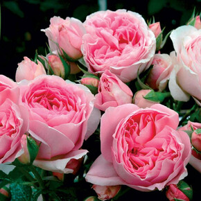 Роза Делия ГИЙО