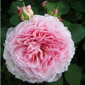 Роза Джеймс Голвей АНГЛ