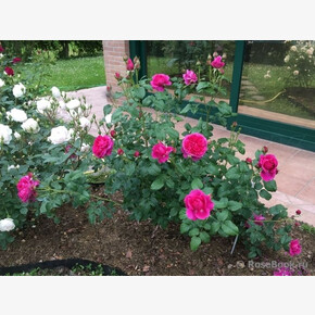 Роза Джеймсл ФЛ 33