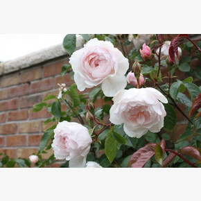 Роза Дженероуз Гарден