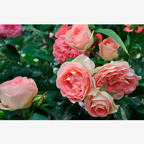 Роза Джет Сет