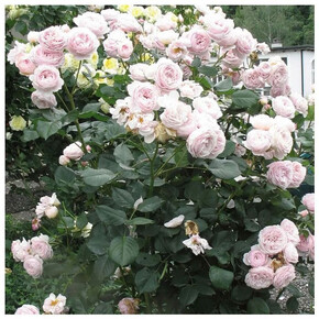 Роза Джефф Гамильтон