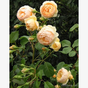 Роза Джуд оф Обскур