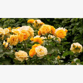 Роза Джулия Чайлд ФЛ