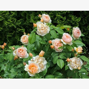 Роза Джульет ля Перье ЧГ