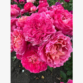 Роза Джульет Церис ЧГ