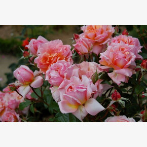 Роза Джур де Фет ФЛ