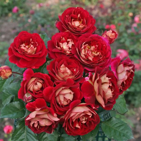 Роза Ди Зеенсверте ФЛ