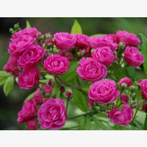 Роза Динки МУСК