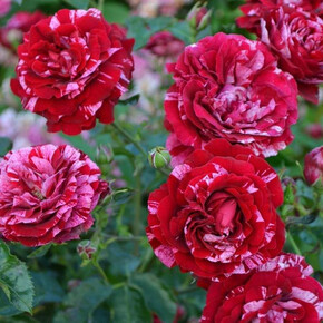 Роза Дип Импрейшен ФЛ