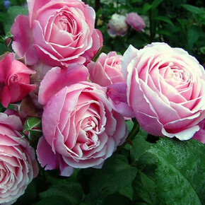 Роза Диттер Мюллер ГИЙО