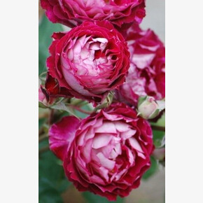 Роза Доктор Моссад ГИЙО