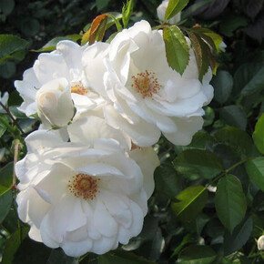 Роза Доминик Луазо МУСК