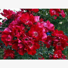 Роза Дормунд ПЛЕТ