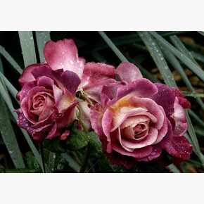 Роза Дьяблес де Мерс МУСК