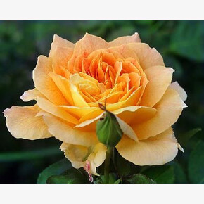 Роза Жан Жионо ЧГ