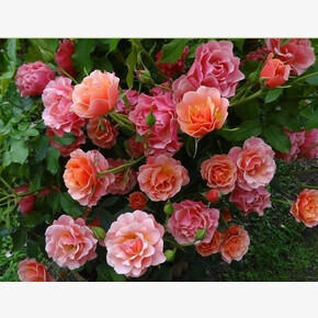 Роза Жан Кокто