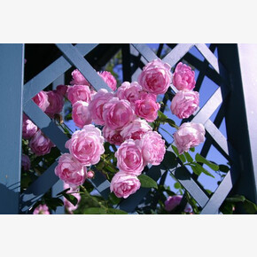 Роза Жасмина ПЛЕТ