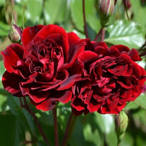 Роза Изабель Ренессанс ФЛ