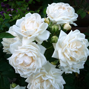 Роза Ильзе Крон Супериор ФЛ