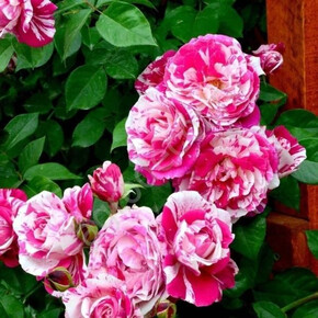 Роза Инесс Састр ПЛЕТ