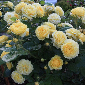 Роза Йеллоу Мейлонд почв