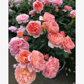 Роза Каоликазали ЯП