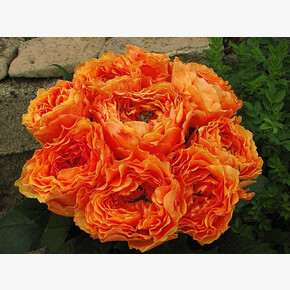 Роза Каралуна ЧГ