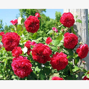 Роза Квадра