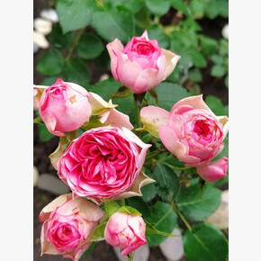 Роза Кенди Рококо ФЛ