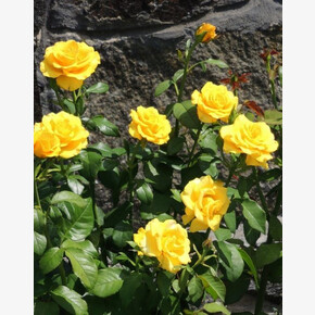 Роза Керио ЧГ