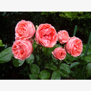 Роза Кимоно ЧГ