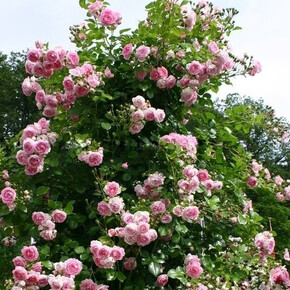 Роза Кисс ми Кейт ПЛЕТ