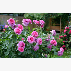 Роза Клер Маршел ФЛ 32