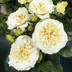 Роза Комтесса ЧГ