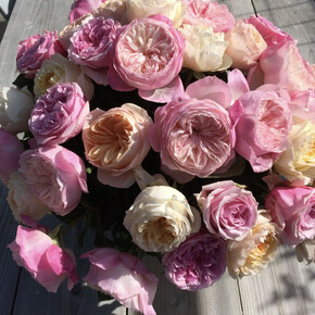 Роза КОНСТАНС ОСТ