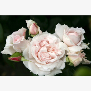 Роза Констанц Моцарт ФЛ