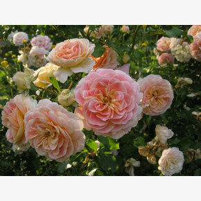 Роза Концерто ФЛ