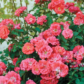 Роза Корал Дрифт ПОЧВ