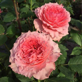 Роза Корал Желе ЯП