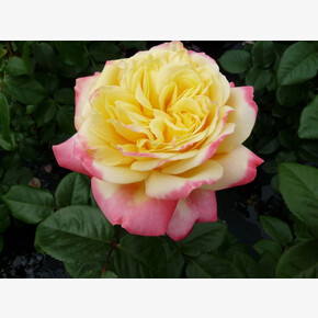 Роза Кордес Джубиле ЧГ