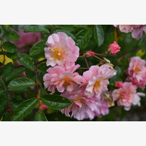 Роза Корнелия ФЛ