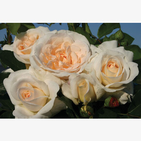 Роза Космос ЧГ