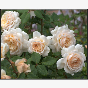 Роза Крокус Роуз ОСТ