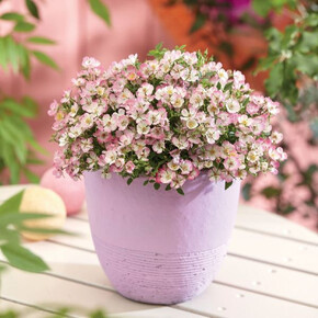 Роза Кьюти Пай (мини-роза) P12