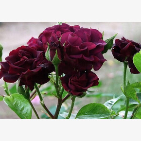 Роза Кэтис Роуз ФЛ