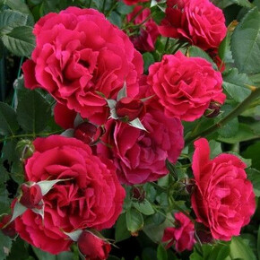 Роза Ла Перье ГИЙО