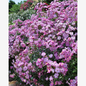 Роза Лавендер Дрим